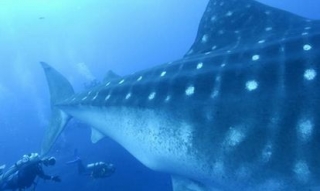  Requin baleine 